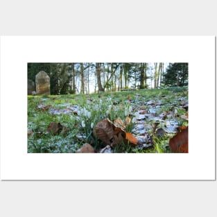 Churchyard Snowdrops in Light Snow Posters and Art